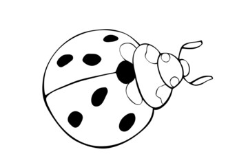 Vector black outline ladybug in doodle style. Cute insect, isolated. Top view. Clipart, design element on theme of nature, spring, summer