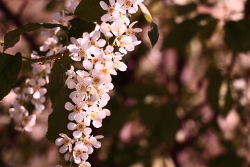 vintage shot of a blooming cherry