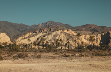 Fototapeta na wymiar Landscape of tabernas desert, Almeria, Spain, with palm trees