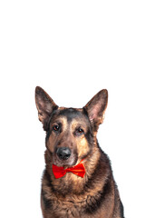 Sheepdog breed dog is dressed in a red bow tie. Isolated on white background.