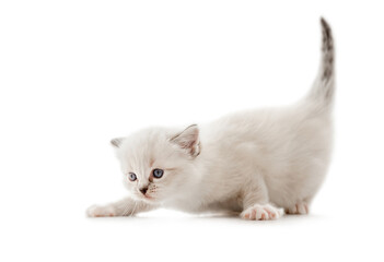 Ragdoll cat kitten isolated on white background