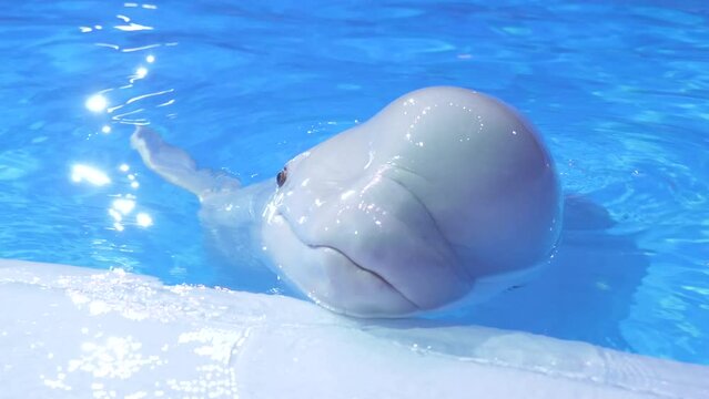Beluga whales train in the large pool of the dolphinarium performing different commands of the trainer
