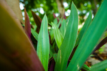 Obraz premium close up of a plant