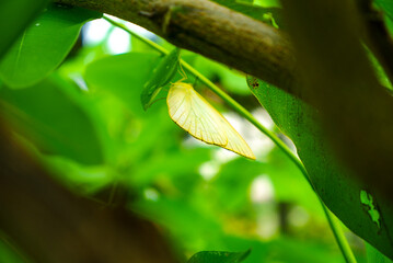 butterfly on leaf