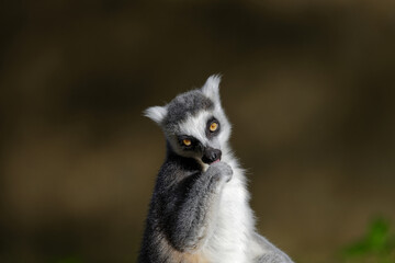 Portrait d'un lémurien