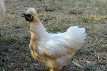 white chicken outdoor in the grass, White chicken stand outdoor
