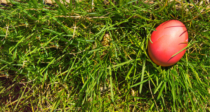 A red painted Easter egg on a fresh spring meadow in bright sunlight, top view, a copy of the space and a place for the text on the left