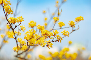 Cornus officinalis, heralding spring, has bloomed