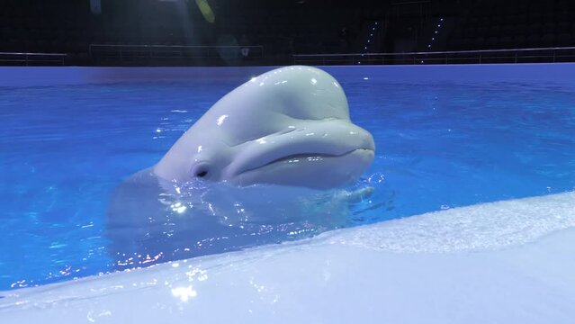 Beluga whales train in the large pool of the dolphinarium performing different commands of the trainer