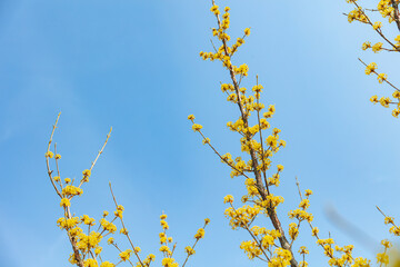 Cornus officinalis, heralding spring, has bloomed