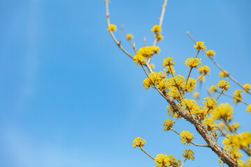 Obraz premium Cornus officinalis, heralding spring, has bloomed