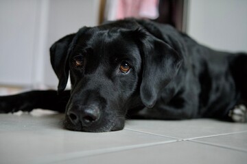 Labrador retriever dog lying down looking with curiosity at the camera.