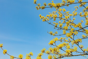 Cornus officinalis, heralding spring, has bloomed