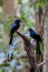 Greater Racket-tailed Drongo (Dicrurus paradiseus) on tree stump on nature background.