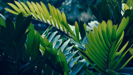 Obraz na płótnie Canvas tropical foliage, dark green nature background