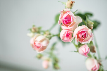Beautiful rose flowers. pink bush rose on a gray background. tea rose.