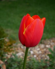 red tulips in the garden