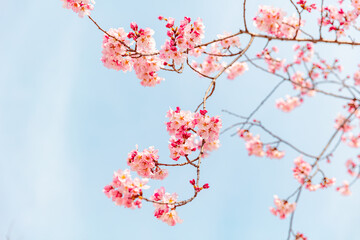 Red plum blossoms heralding spring