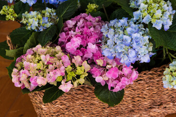 Beautiful hydrangea flowers. Blue, green, white, pink flowers. Hydrangeas in baskets.