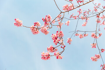 Red plum blossoms heralding spring