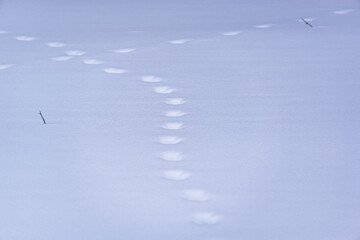 Cat tracks in the snow.