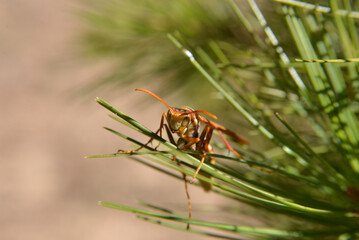 Wasp