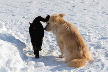 Homeless cat and dog outdoors in winter.