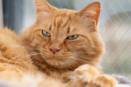 茶トラ猫 Images Browse 2 325 Stock Photos Vectors And Video Adobe Stock