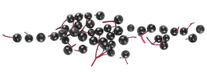 Top view of black elderberries isolated on a white background. Sambucus.