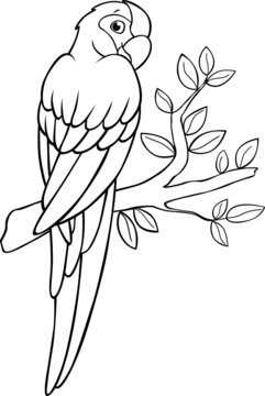 Coloring page. Cute parrot green macaw sits and smiles.