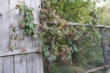ivy on the fence