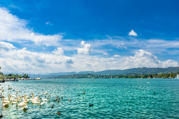 Swans swimming in lake Zurich in summer.