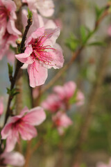 Fototapeta na wymiar Peach Tree with Pink Blossoms and Bee Close up
