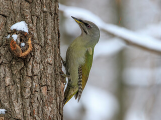 Gray-haired woodpecker on a tree against the backdrop of a winter forest