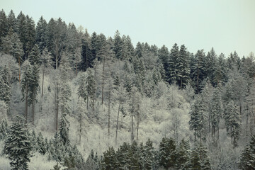Beautiful snowy winter forest landscape. Winter fairy tale hill.