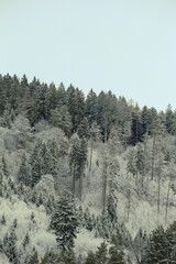 Beautiful snowy winter forest landscape. Winter fairy tale hill.