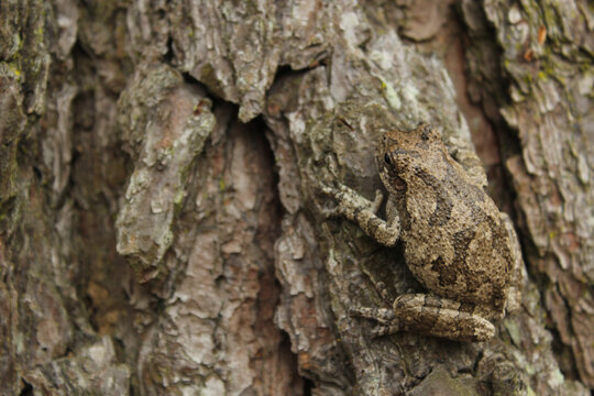 Gray Tree Frog Hyla chrysoscelis on pine tree in Eastern Texas
