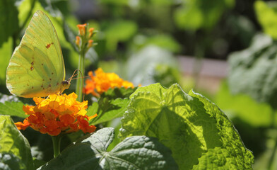 Orange Sulphur Butterfly, Colias erythrocyte, on orange Lantana