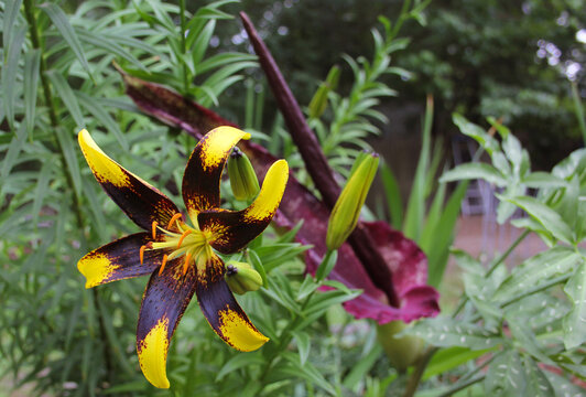 Black and Yellow Lily with Blooming Dragon Arum in background