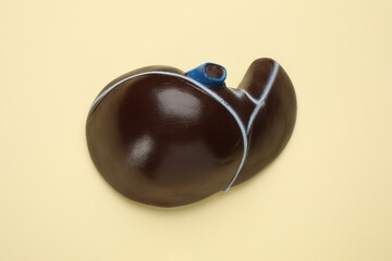 Model of liver on beige background, top view