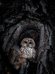 Adult tawny owl sitting in it's day cavity shaking head. In royal Łazienki park in Warsaw