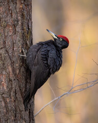 Black woodpecker on a pine tree