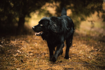 Naklejka premium Dog photography - Black Dog Portrait