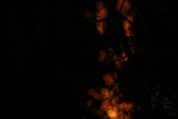 abstract blurred light element that can be used for cover decoration or background