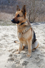 Portrait of a German Shepherd sitting on the sand. Walking with a pet guard