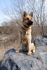 Naklejka premium Portrait of a German Shepherd sitting on a huge granite stone on the side of the lake. Walking with a pet guard