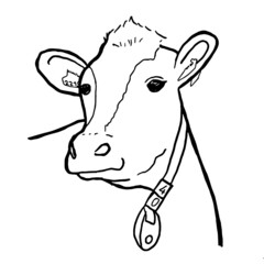 Vector of cow head design on transparant background, Farm animals. Dutch cow