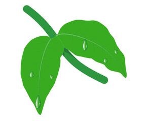 Illustration. Leaves and branch of jasmine (green), and water droplets and stars. white background with copy space