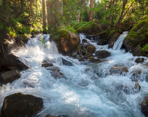 Stormy streams of water in a mountain river in a coniferous forest