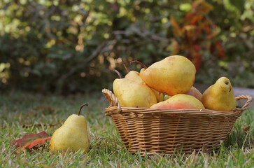 Pears in Wicker Basket Outdoors in Autumn